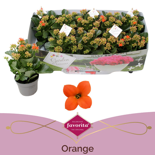 Kalanchoe patio orange 22cm 10.5cm Pot