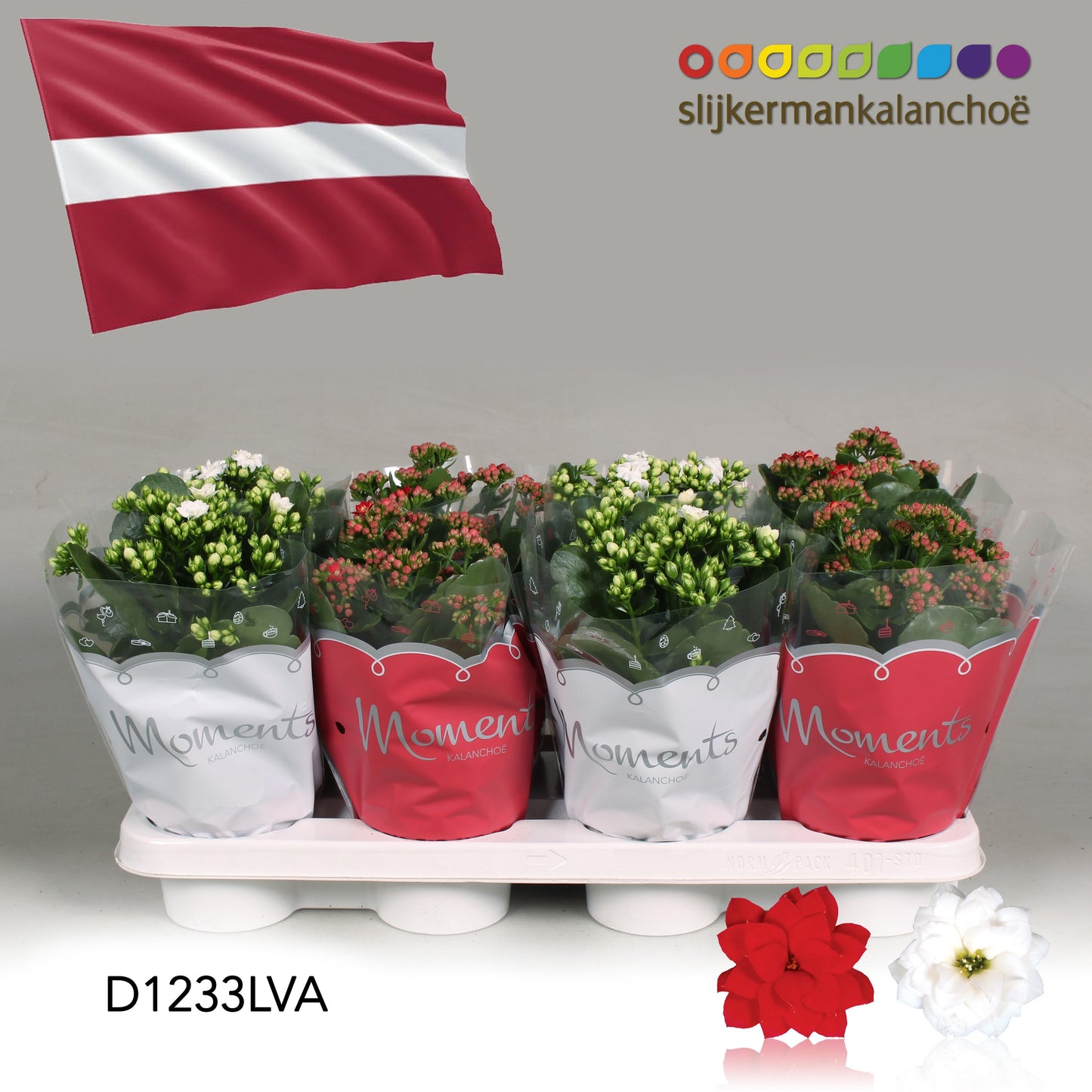 Kalanchoe mix 24cm 12cm Pot