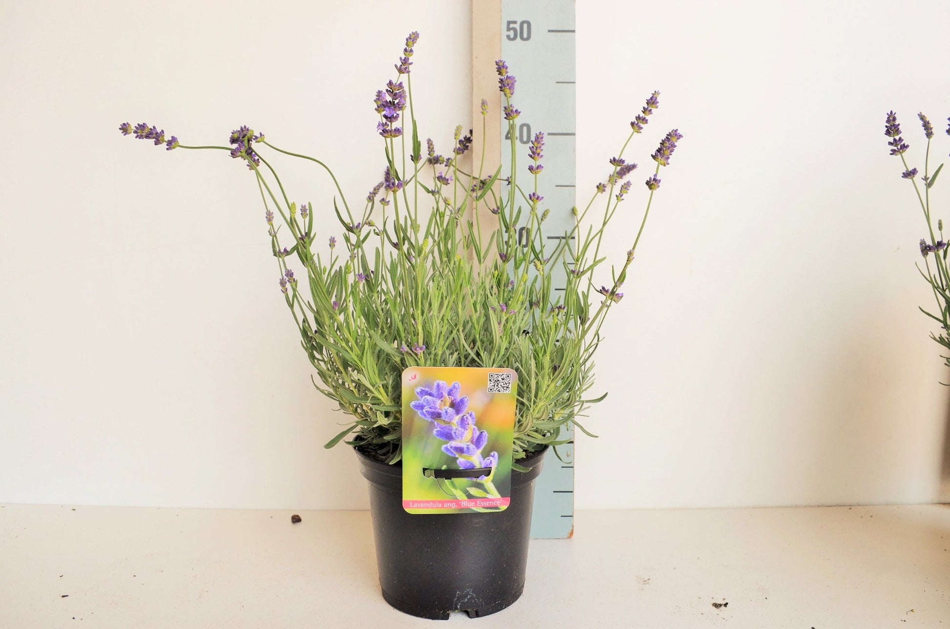 Roessel Tuinpl. VOF, B. v. Lavandula angustifolia Pack of 1