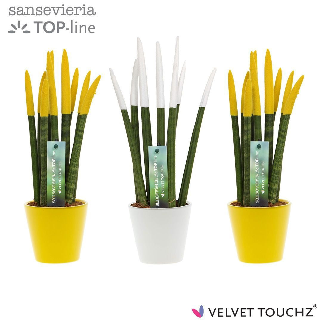 Sansevieria cylindrica 35cm 8.5cm Pot
