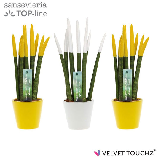 Sansevieria cylindrica 35cm 8.5cm Pot