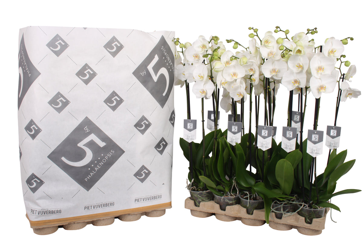 Phalaenopsis White World 60cm 12cm Pot