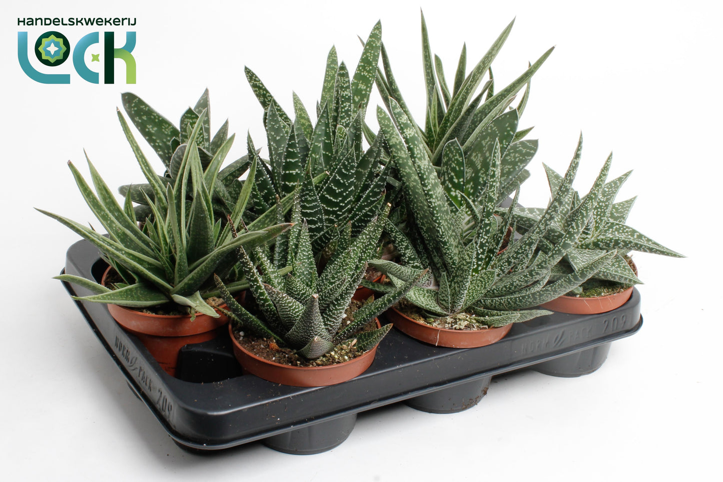 Gasteria mix 17cm 10.5cm Pot