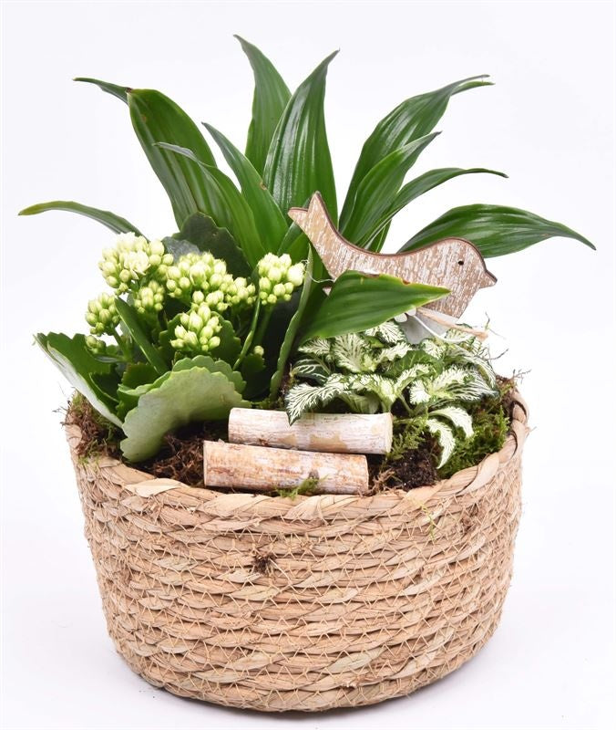 Indoor arrangement 20cm Pot