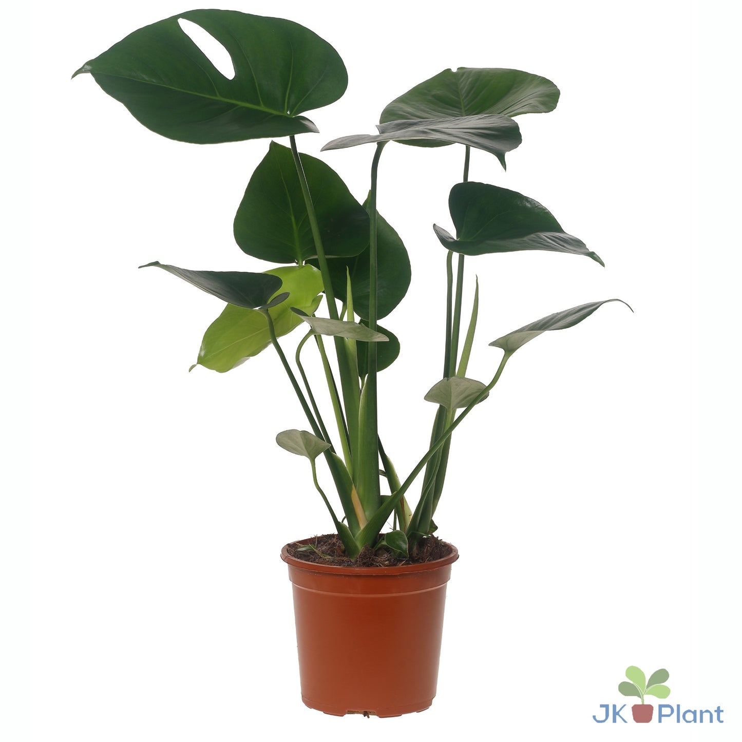Monstera deliciosa 45cm 14cm Pot