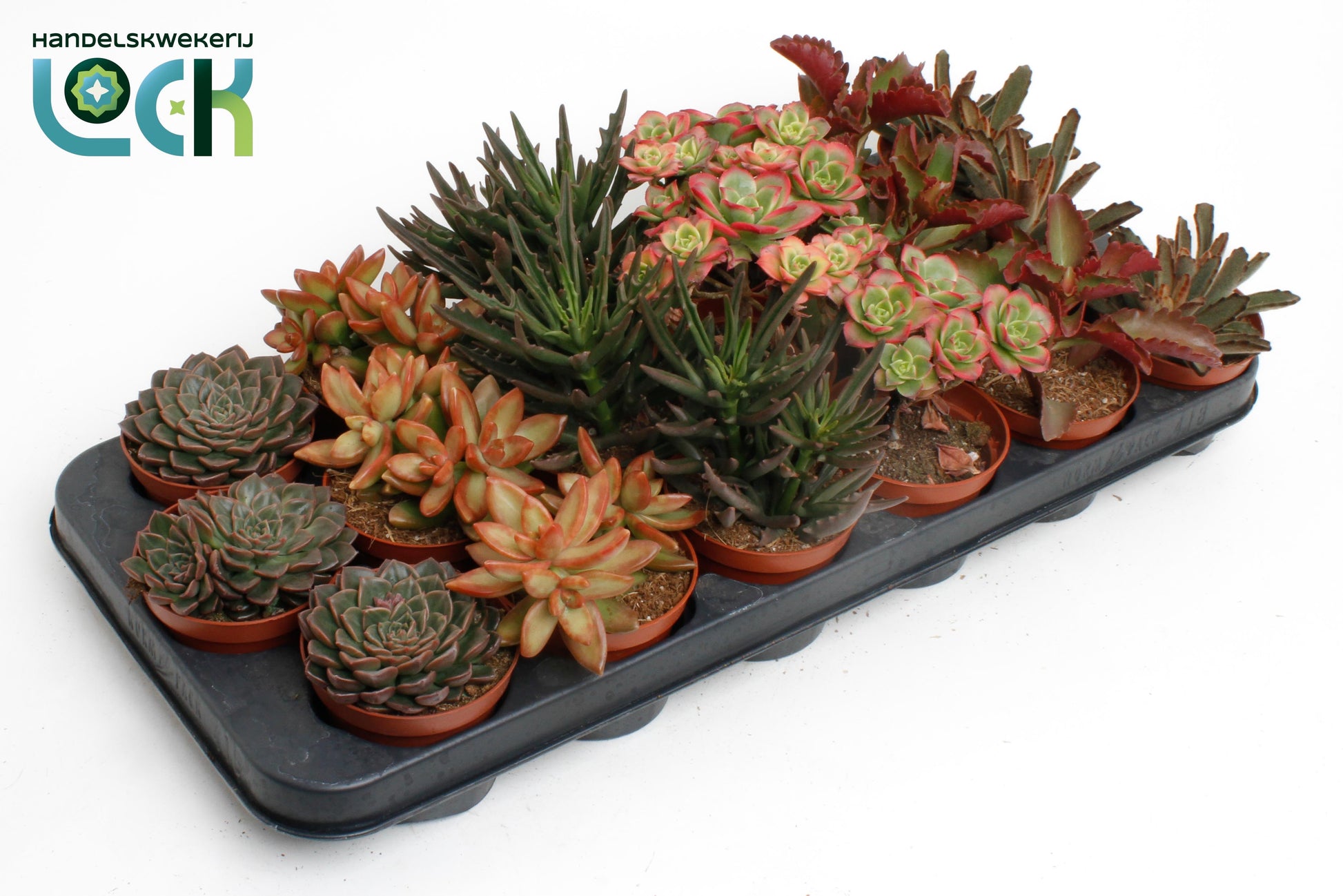 Succulents mix autumn 15cm 8.5cm Pot