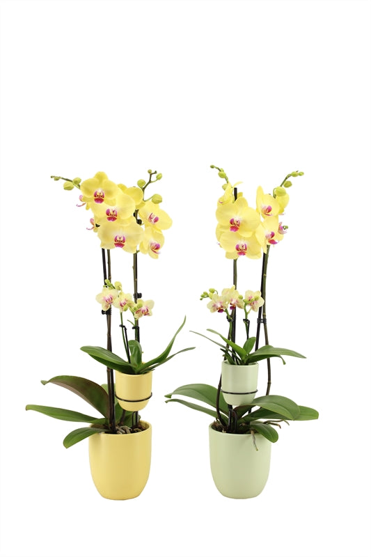 Phalaenopsis yellow 60cm 12cm Pot