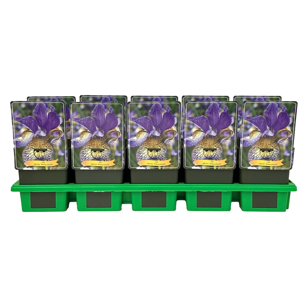 Iris sibirica 25cm 11cm Pot