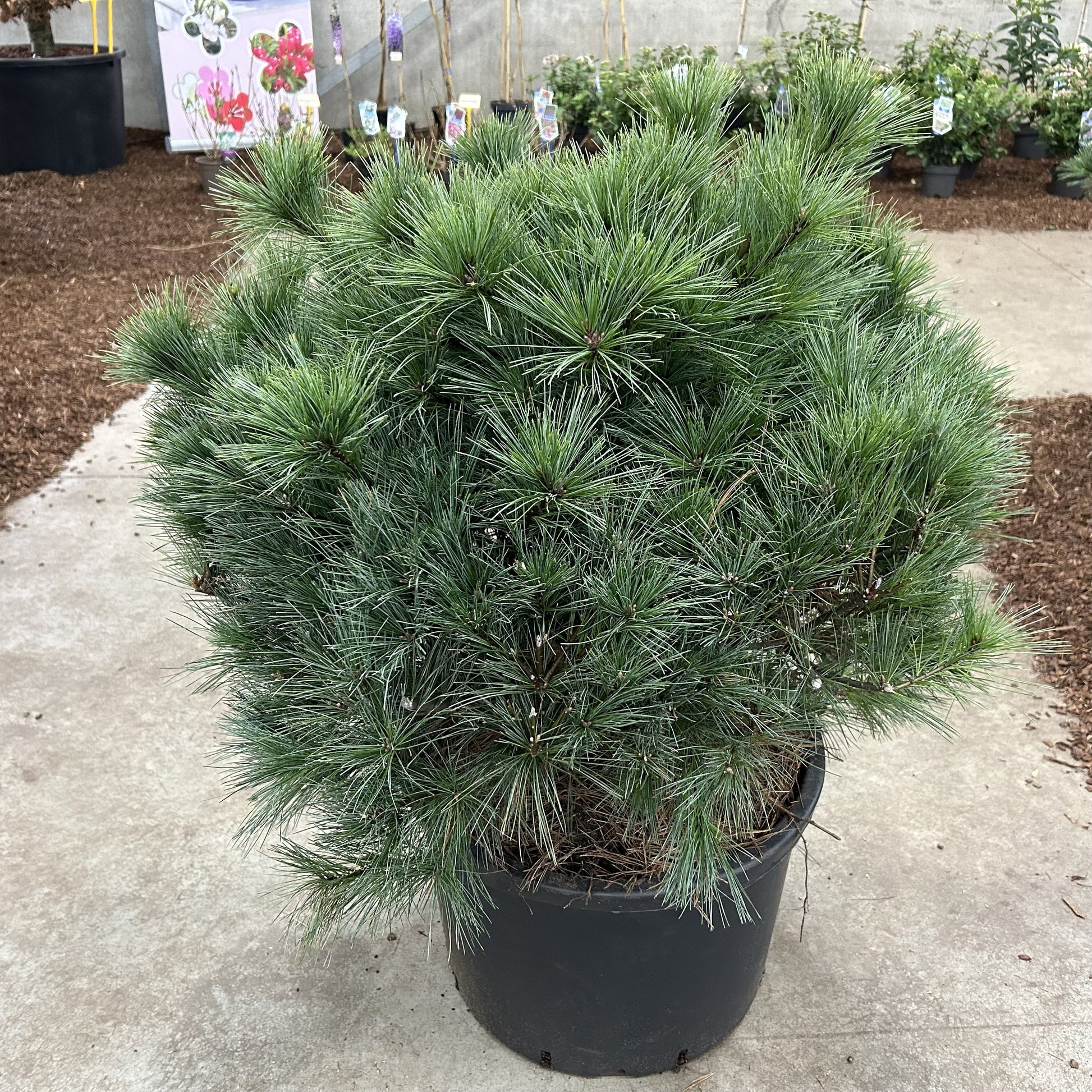 Pinus strobus 70cm 40cm Pot