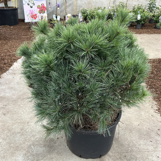 Pinus strobus 70cm 40cm Pot