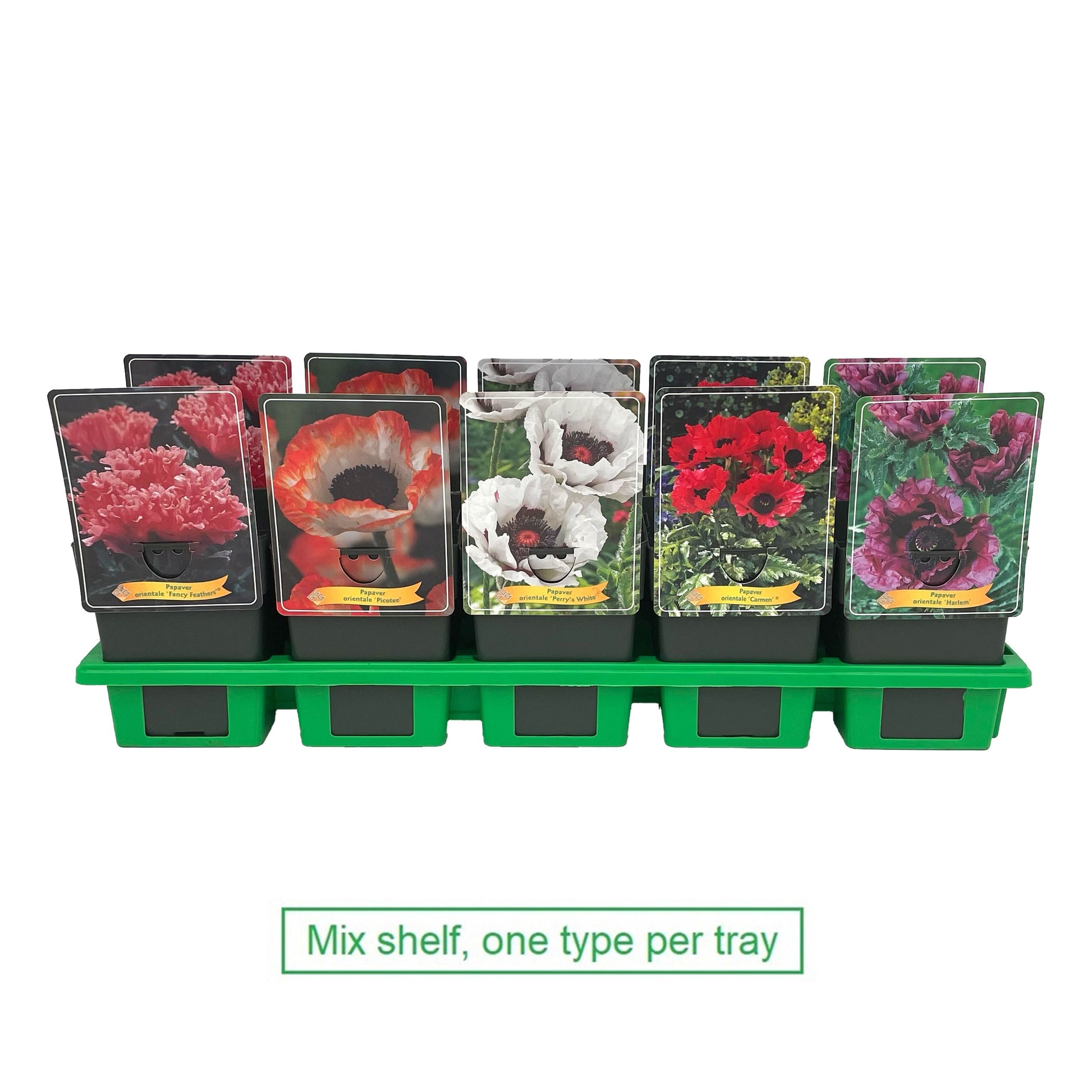Gebr. Griffioen Papaver orientalis mix Pack of 10