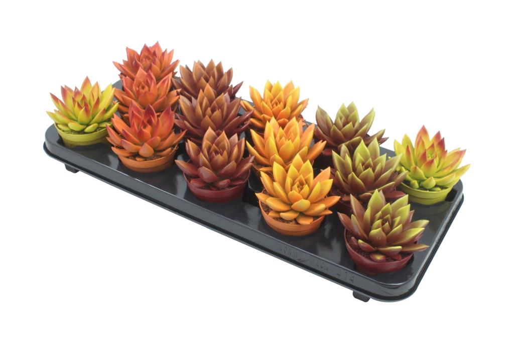 Echeveria colored autumn mix 11cm 8.5cm Pot