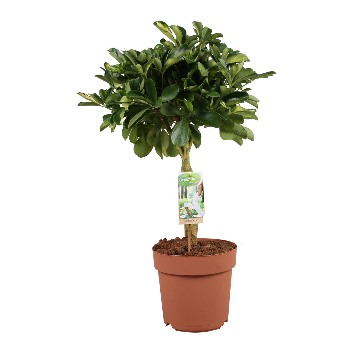 Schefflera Gold Capella 70cm 21cm Pot