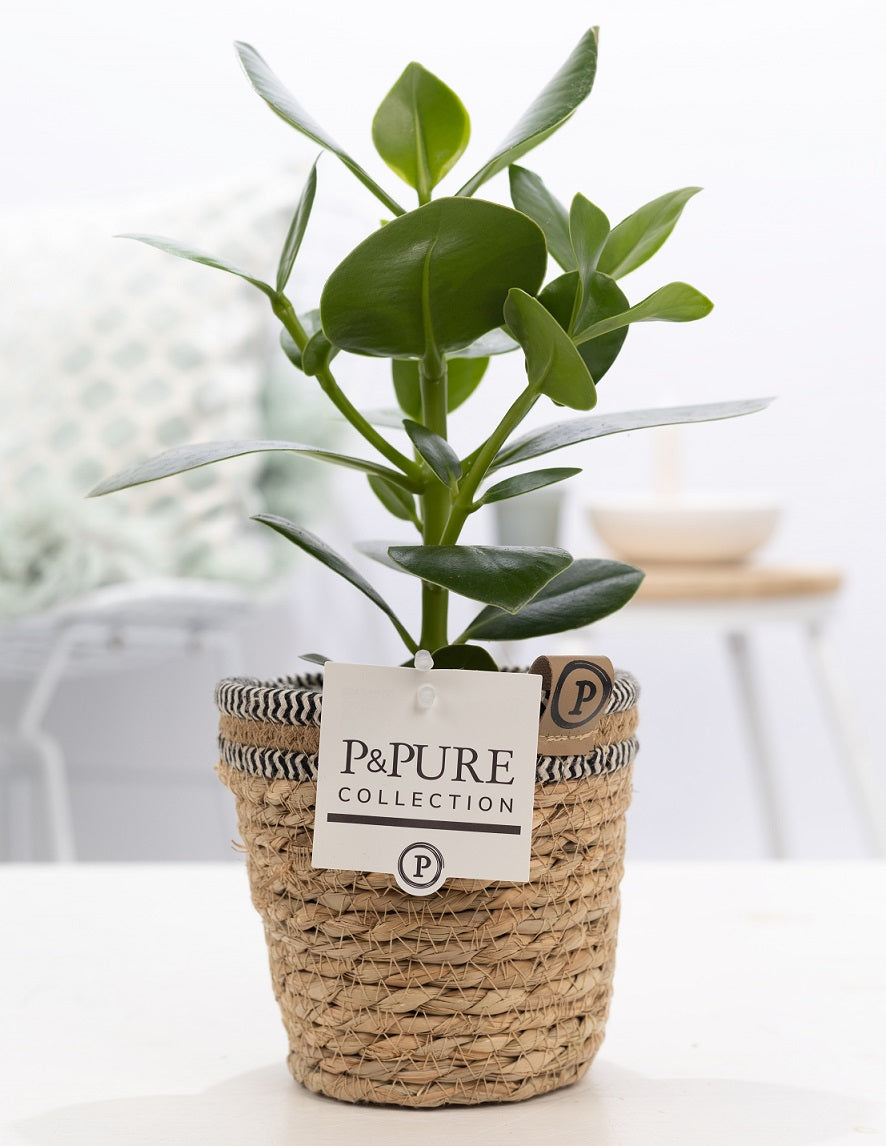 Clusia Princess 30cm 12cm Pot