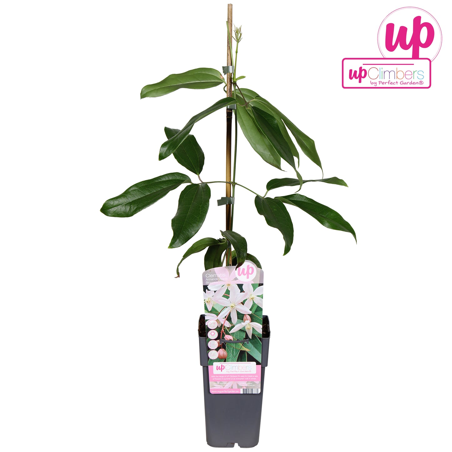 Clematis Apple Blossom 65cm 15cm Pot