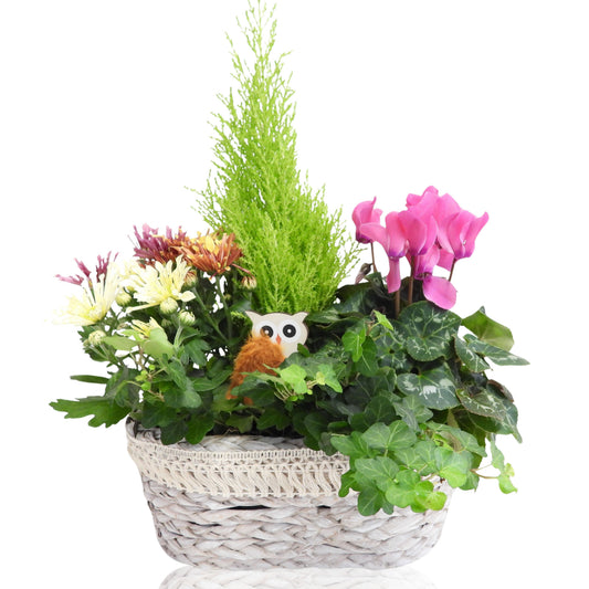 Outdoor arrangement 40cm 29cm Pot