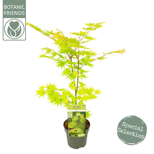 Acer Jordan 65cm 19cm Pot