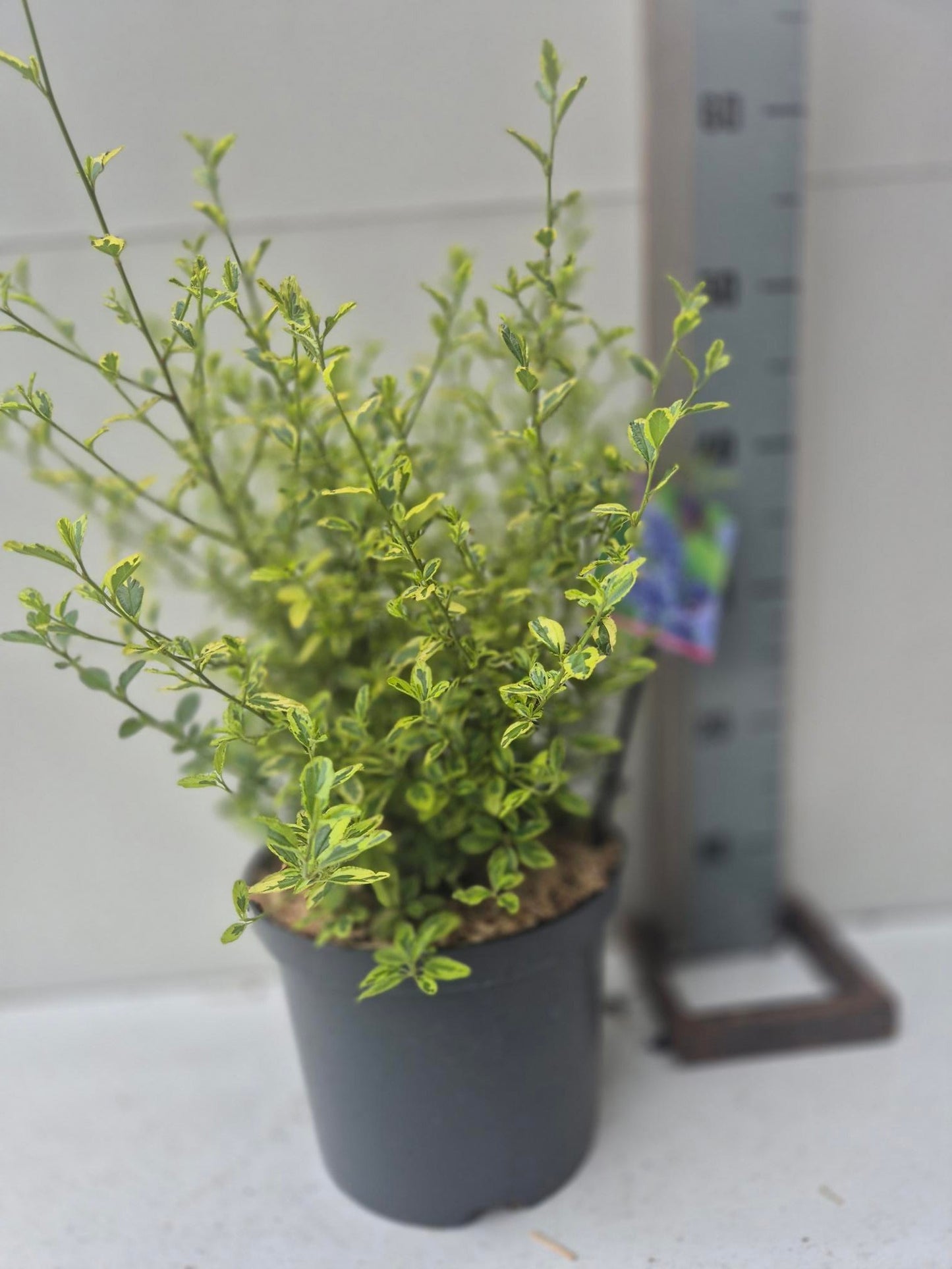 Ceanothus mix 60cm 23cm Pot