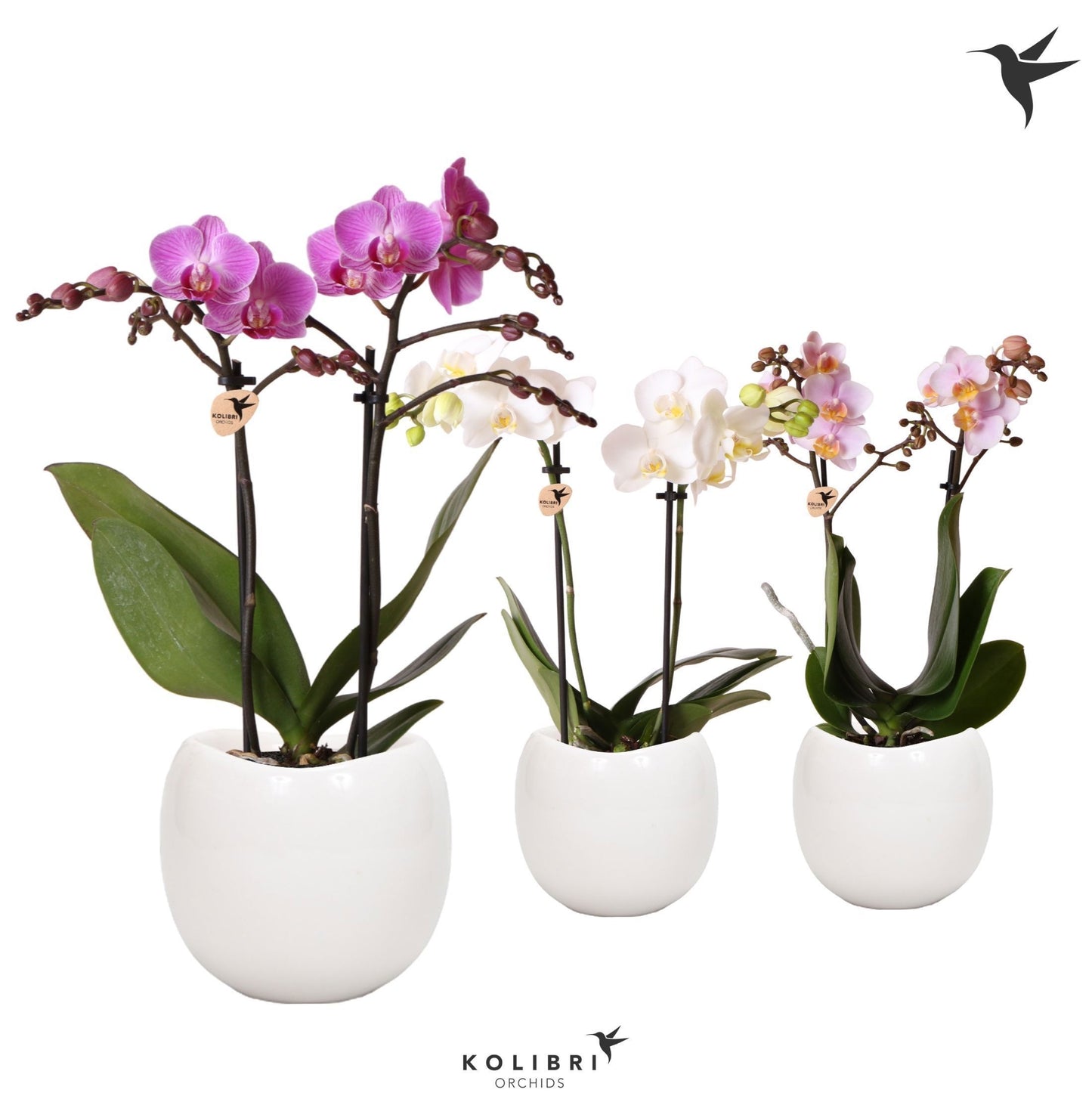 Phalaenopsis mix 40cm 9cm Pot