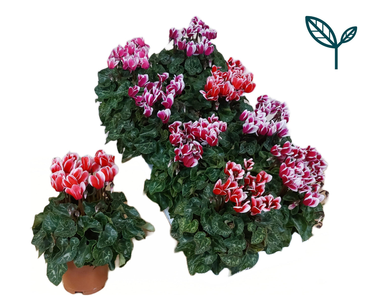 Bergcamp, kwekerij Cyclamen Fantasia mix Pack of 8