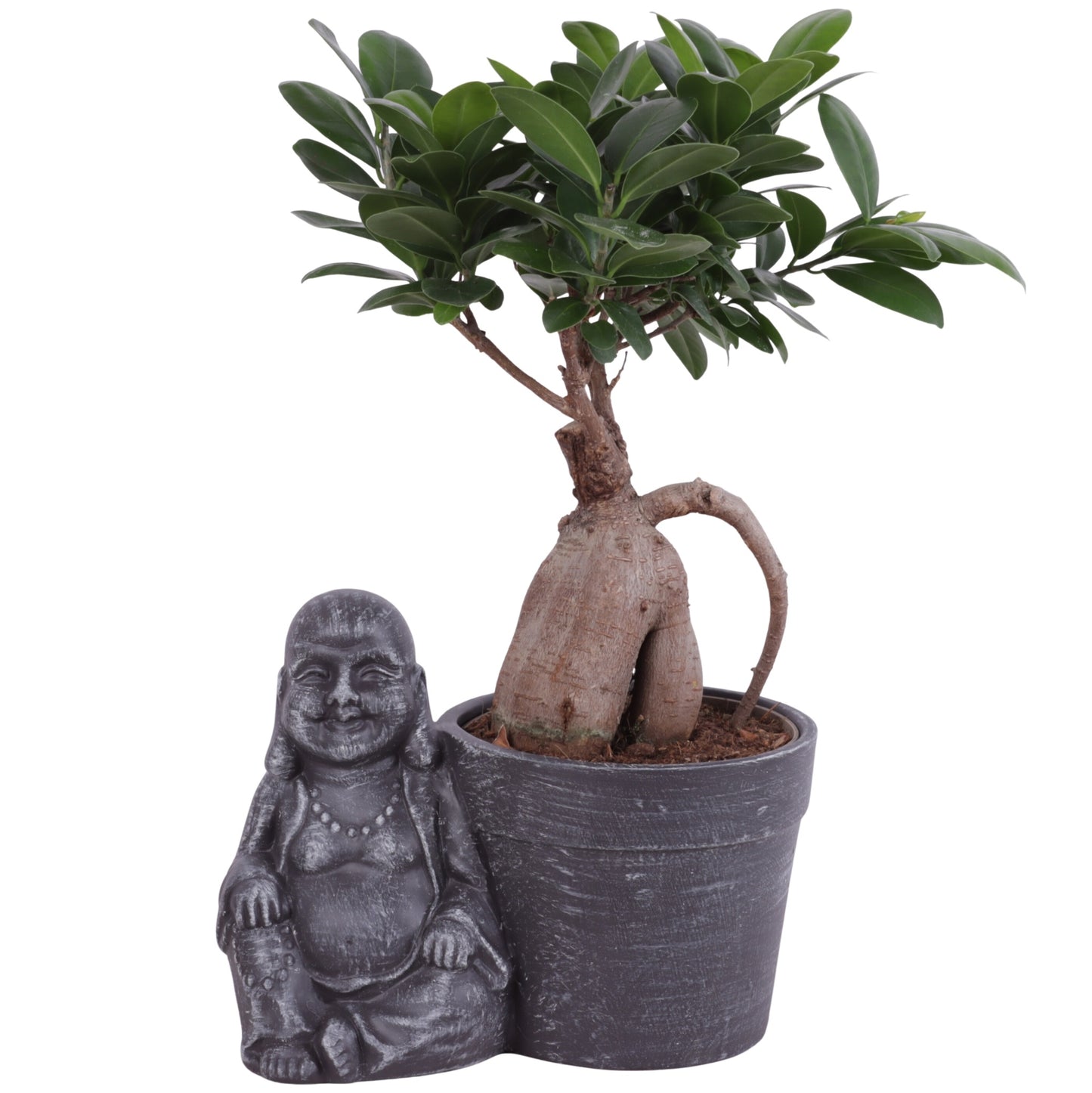 Ficus Ginseng 35cm 21cm Pot