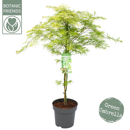 Acer Dissectum 145cm 30cm Pot
