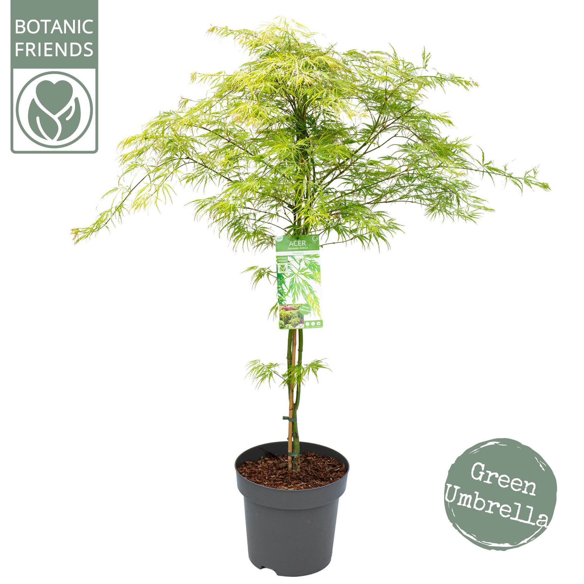 Acer Dissectum 145cm 30cm Pot