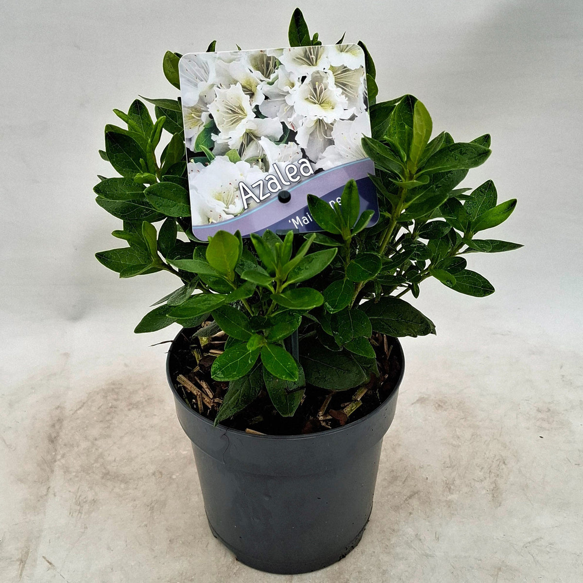 Rhododendron japonicum 15cm 13cm Pot