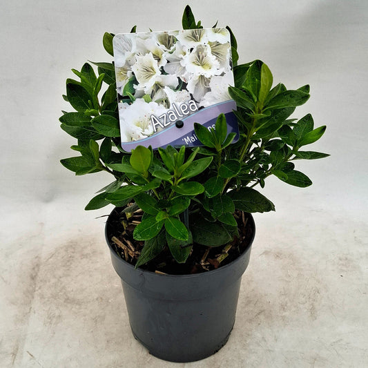 Rhododendron japonicum 15cm 13cm Pot