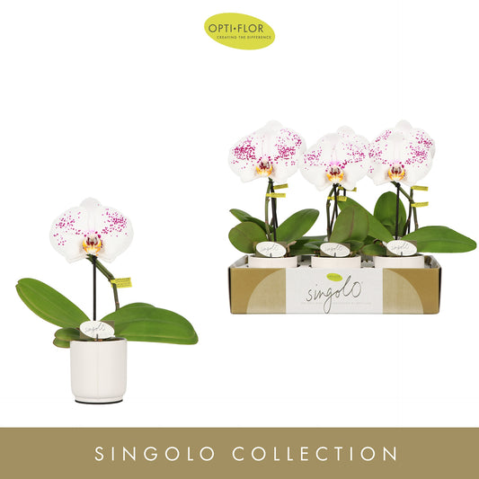 Phalaenopsis Hybrid 40cm 9cm Pot