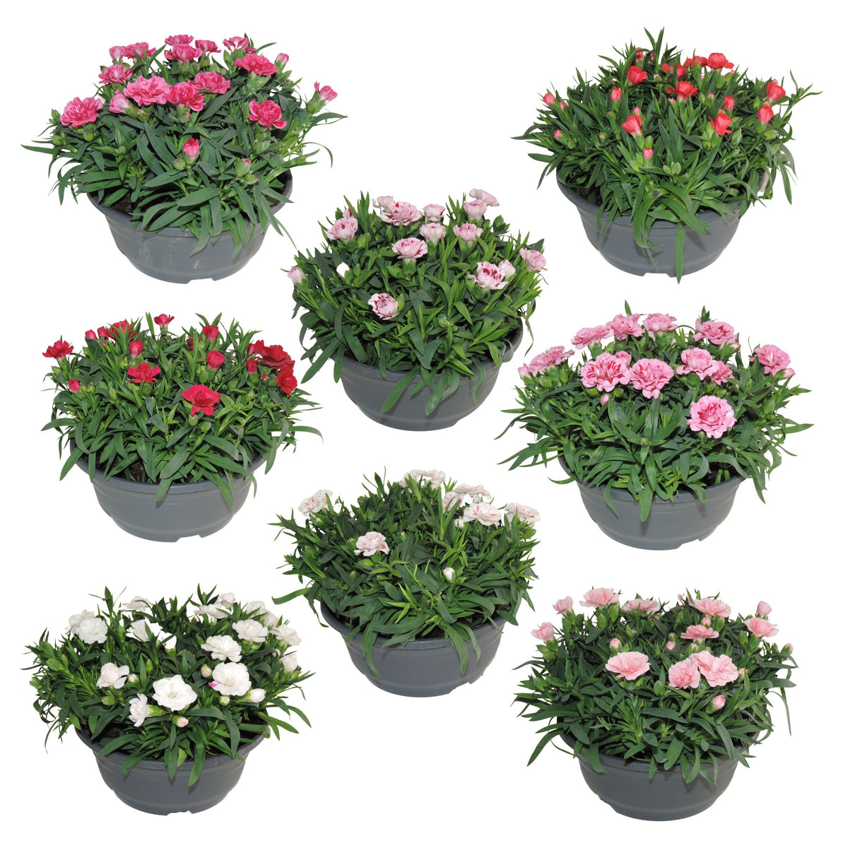 RS Potplants Dianthus Oscar mix Pack of 4