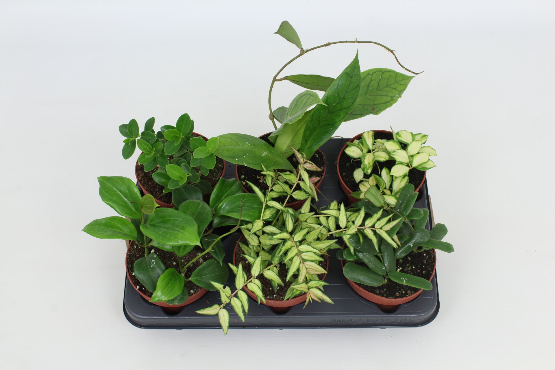Hoya mix 15cm 12cm Pot