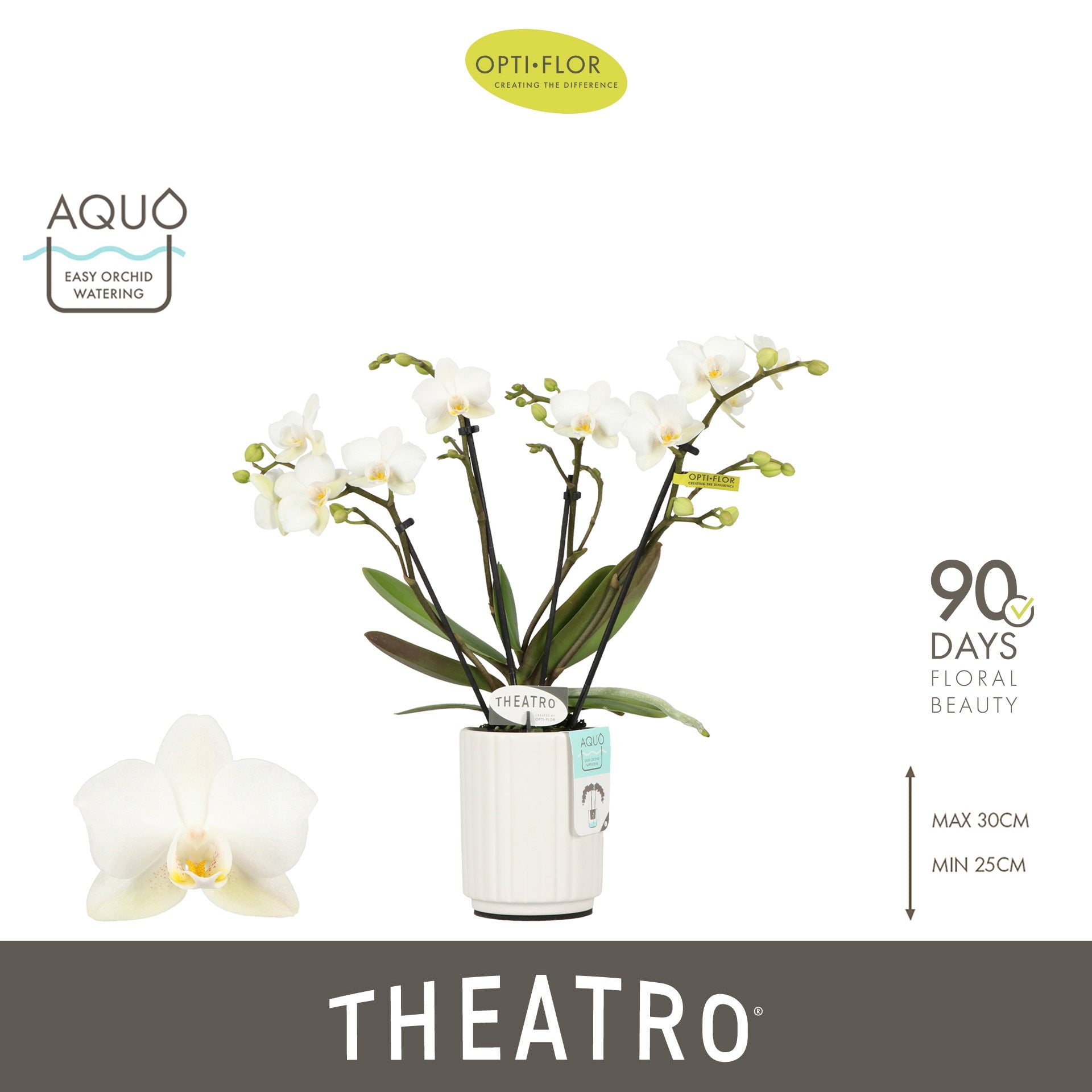 Opti-Flor Phalaenopsis Theatro Classico white Pack of 6