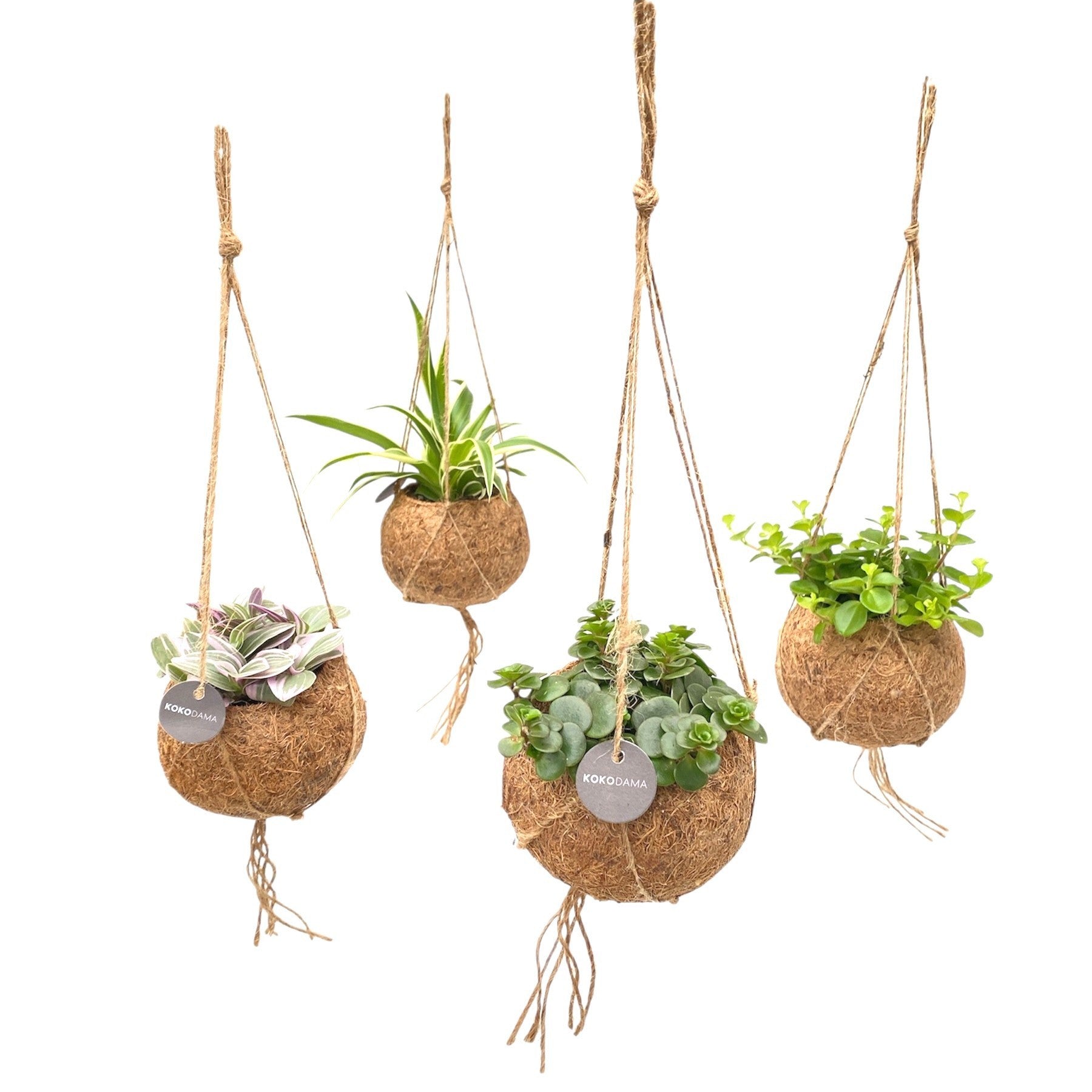 Kokoplant BV Foliage houseplants mix Pack of 8