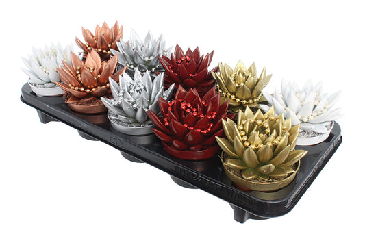 Echeveria colored mix 13cm 510cm Pot