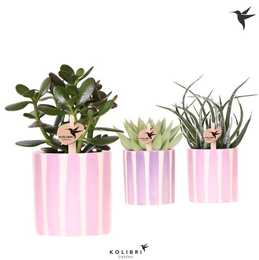 Succulenten mix (+ drp.painted stripe pink mix) 22cm 9cm Pot