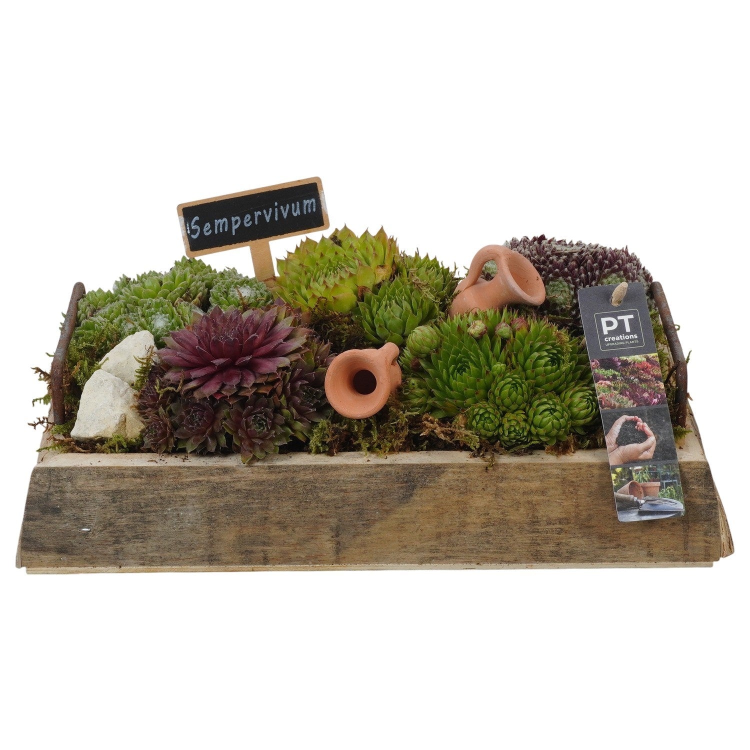 arr. Sempervivum 14cm 30cm Pot