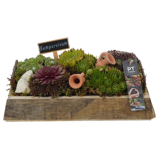arr. Sempervivum 14cm 30cm Pot