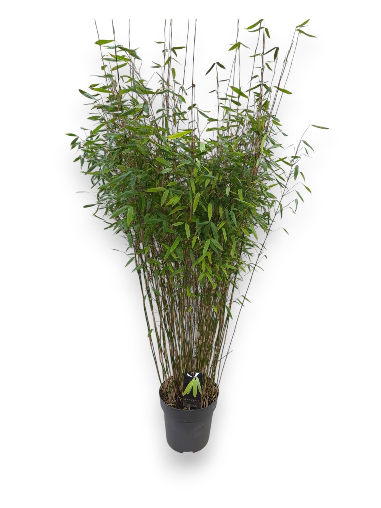 Fargesia Winter Joy 160cm 27cm Pot