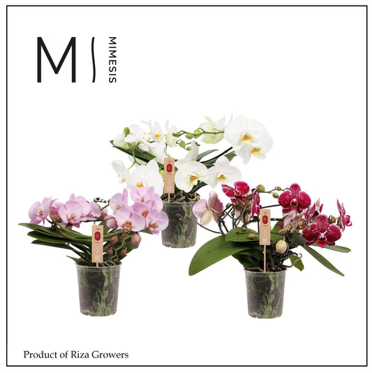 Phalaenopsis Muse mix 35cm 12cm Pot