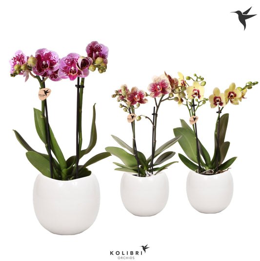 Kolibri Orchids Phalaenopsis Diamond mix 2 spike in Bowl Pot 40cm 9cm Pot