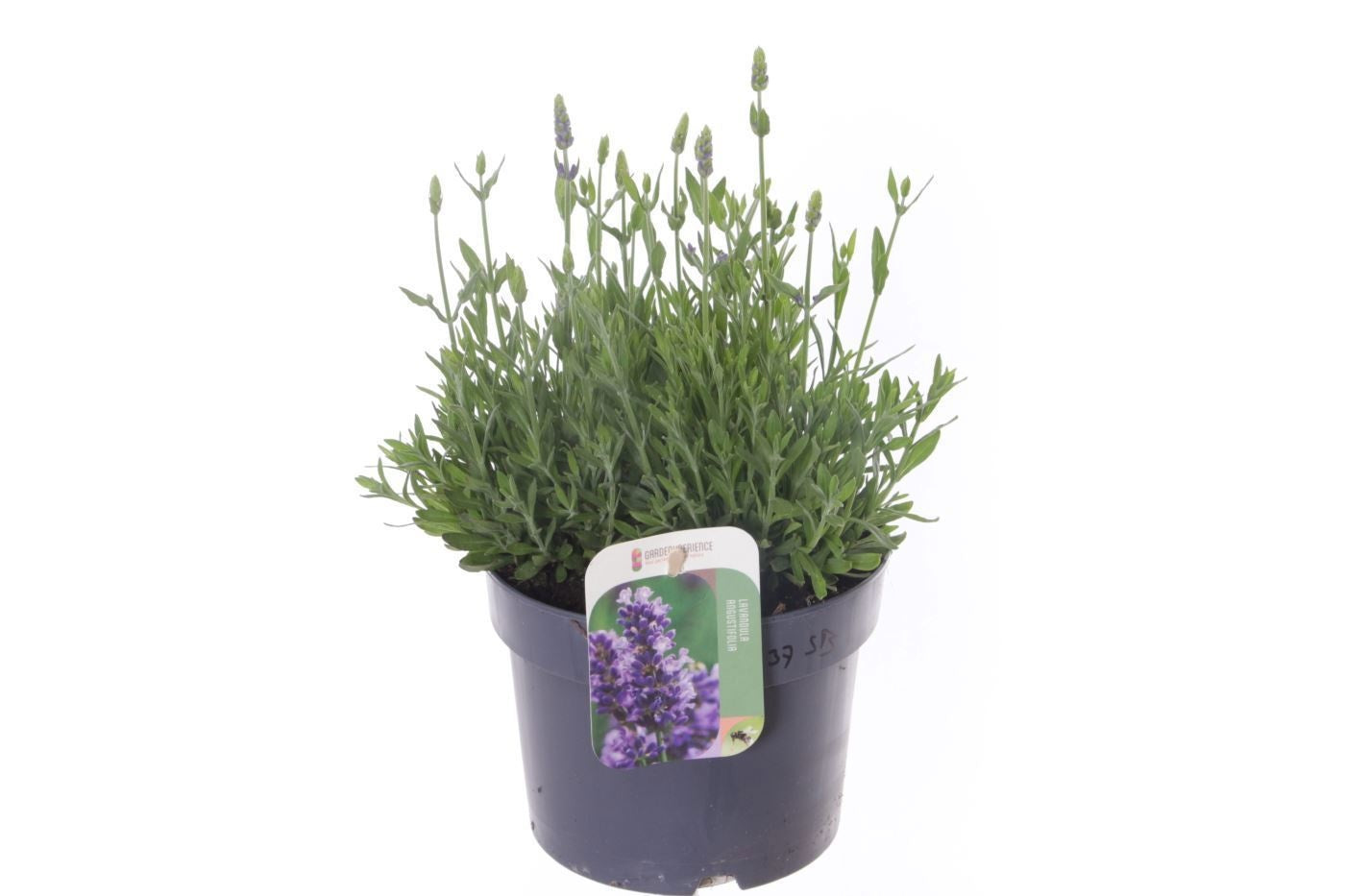 Lavandula ang. Spear Blue 35cm 17cm Pot