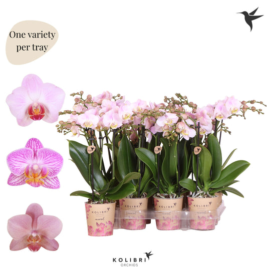 Phalaenopsis pink 40cm 9cm Pot