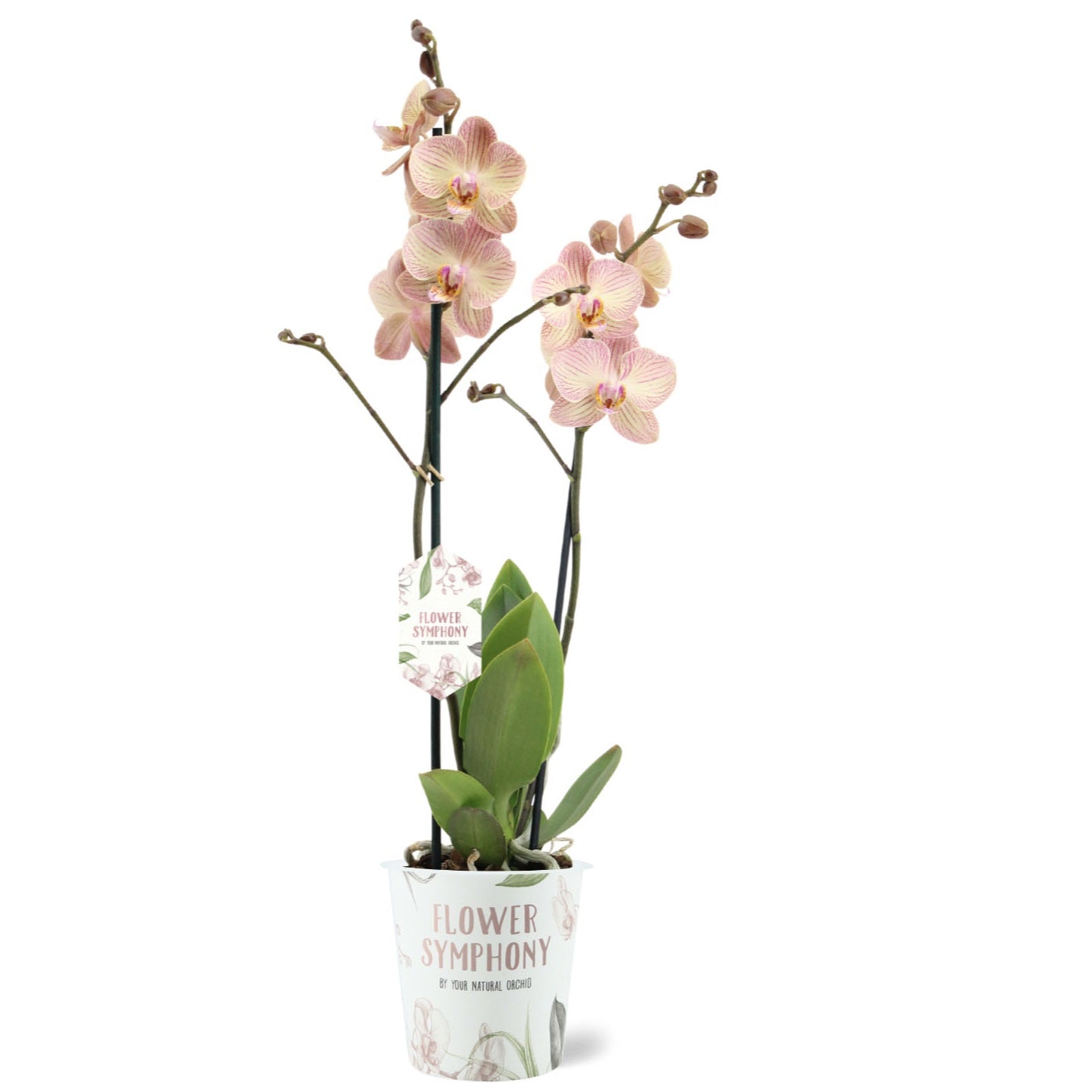 Phalaenopsis Flower Symphony Varese 45cm 12cm Pot