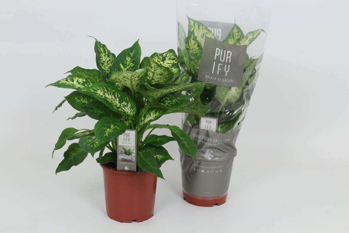 Dieffenbachia Compacta 50cm 17cm Pot