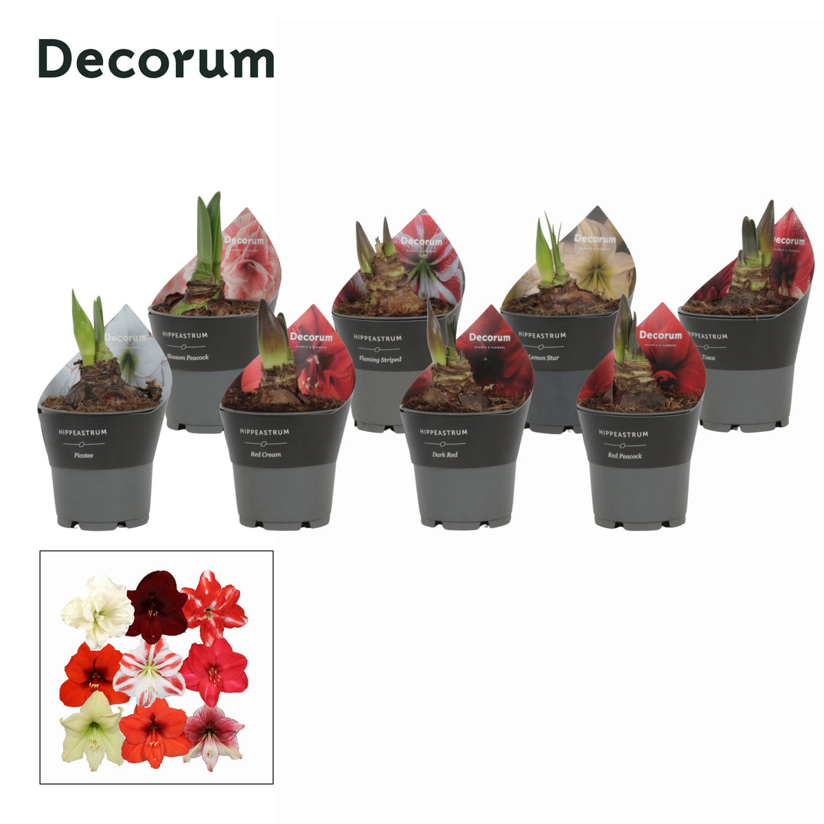 Hippeastrum 25cm 12cm Pot