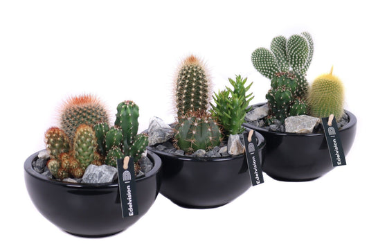 Oriental-Edelcactus Indoor arrangement Pack of 4