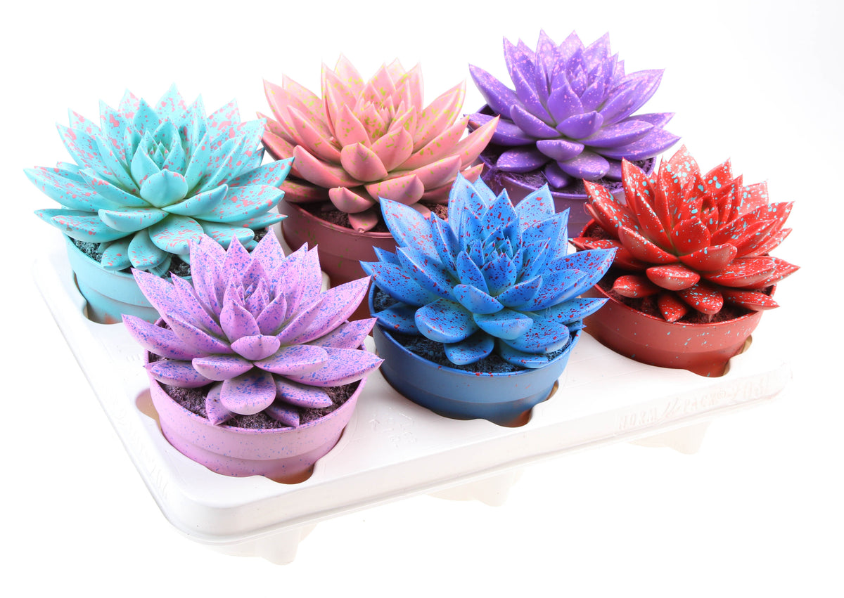 Rainbow sprinkle mix 15cm 12cm Pot