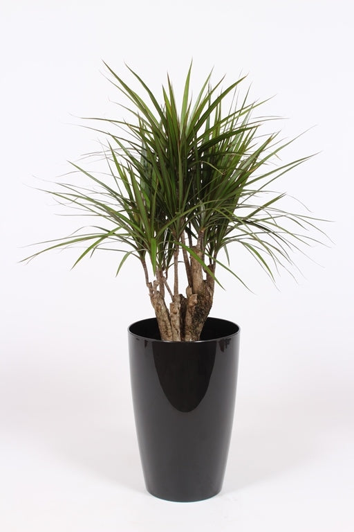 Dracaena marginata 100cm 29cm Pot