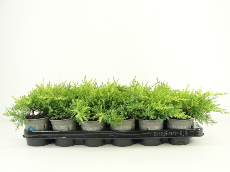Bloemendaal, Fa.Kw. Juniperus Gold Star Pack of 18